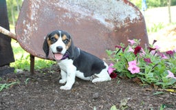 Beagle dogs for sale: Ria - Image 3