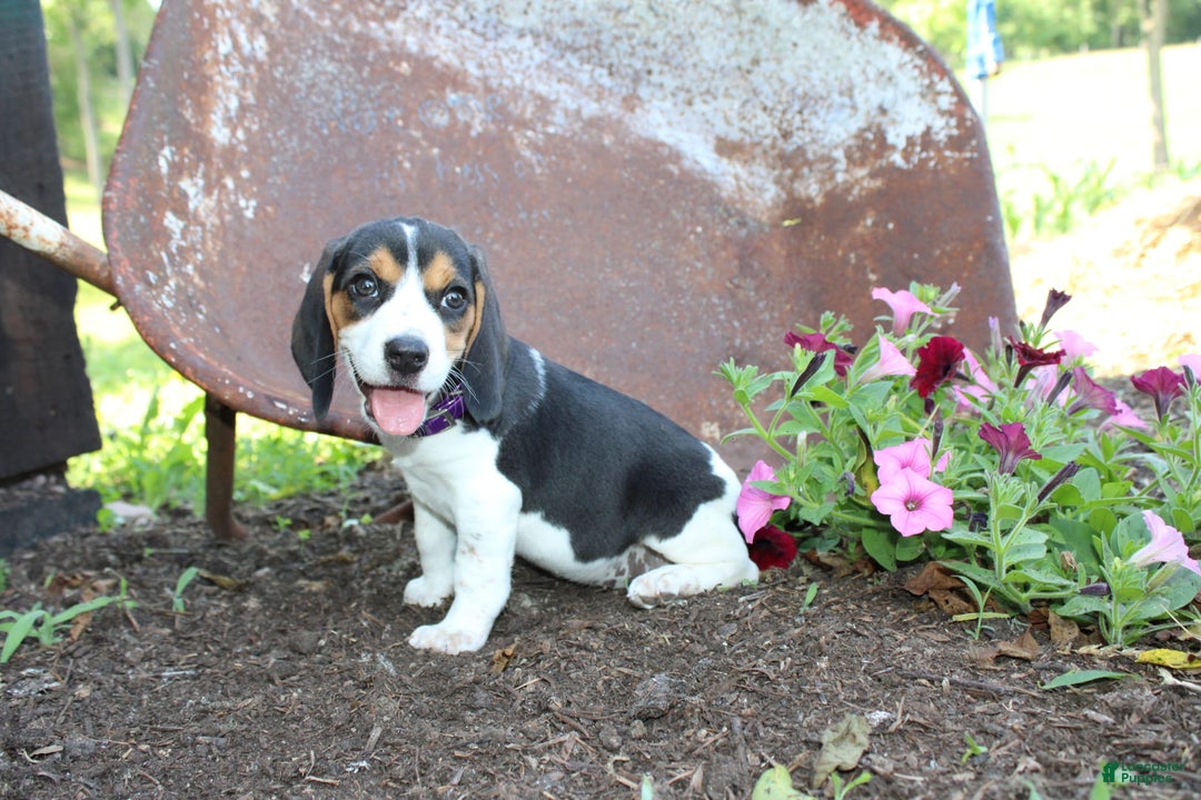 Beagle dogs for sale: Ria - Image 3