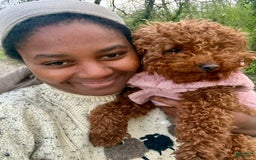 Toy Poodle dogs for sale: 🌷 Ruby - Image 10