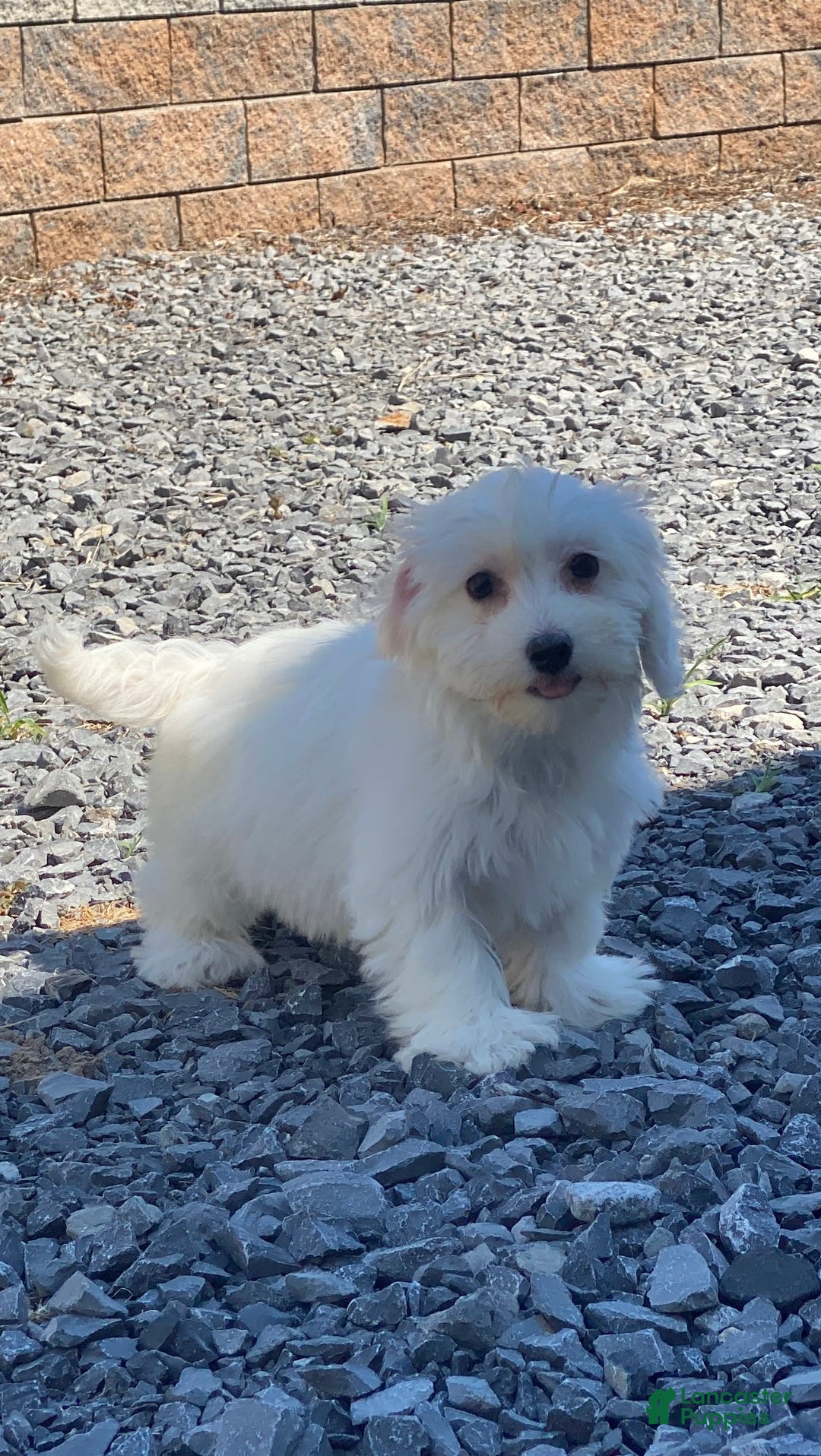 Coton De Tulear dogs for sale: Chloe - Image 2