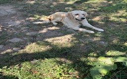 Golden Retriever dogs for sale: Paige - Image 2