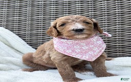 Goldendoodle dogs for sale: Virginia - Image 21