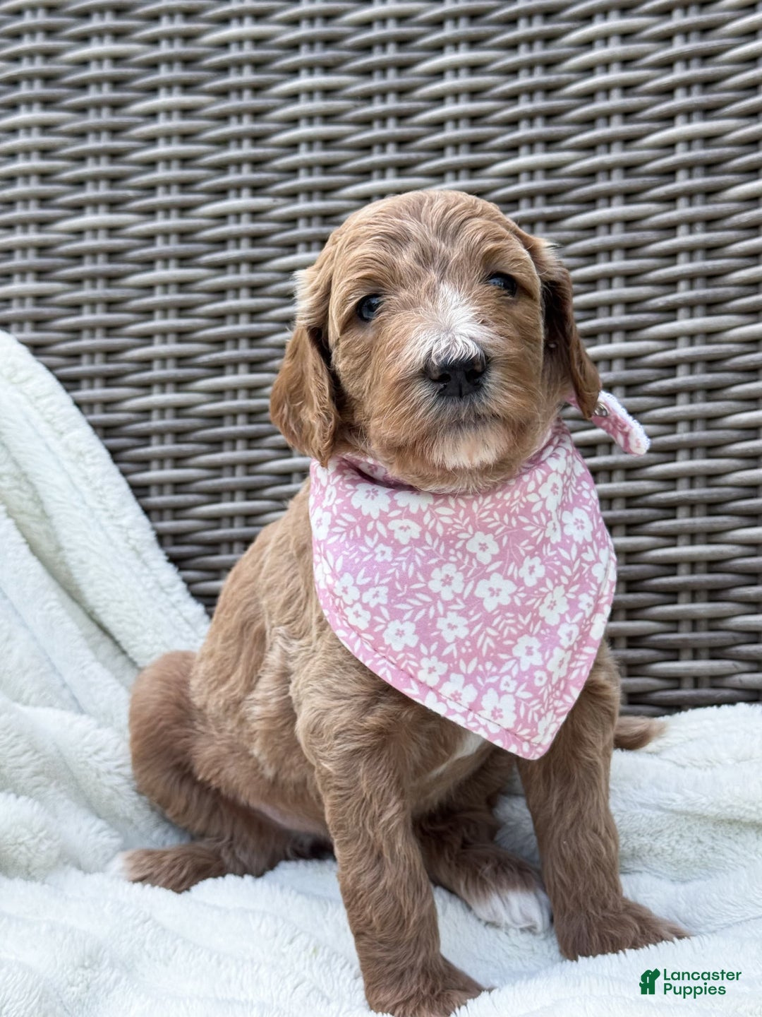 Goldendoodle dogs for sale: Virginia - Image 21