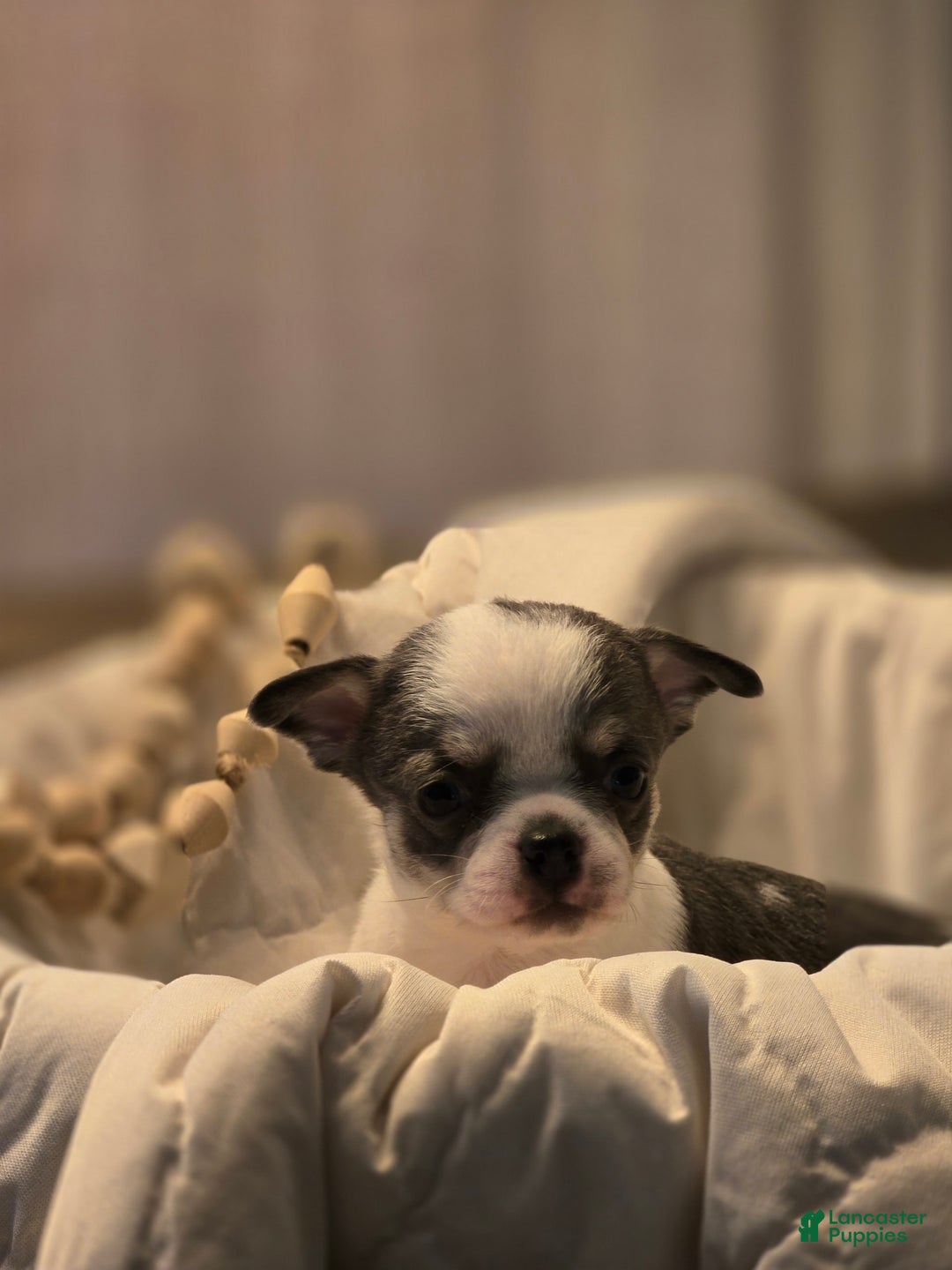 Chihuahua dogs for sale: Wren - Image 3