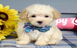 Maltipoo dogs for sale: Max - Image 9