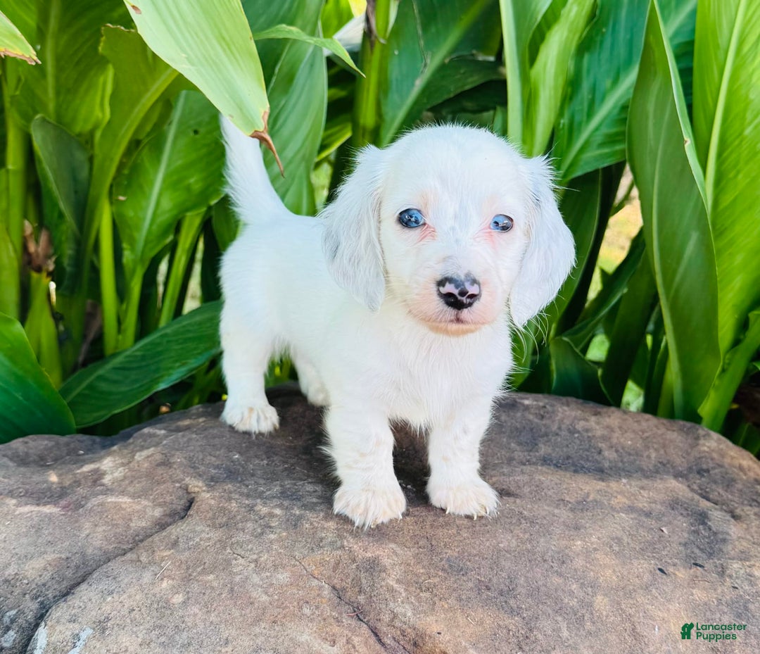 Miniature Dachshund dogs for sale: Blizzard LH - Image 9