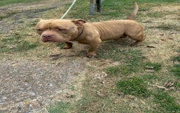 American Bully dogs for sale: Santana - Image 3
