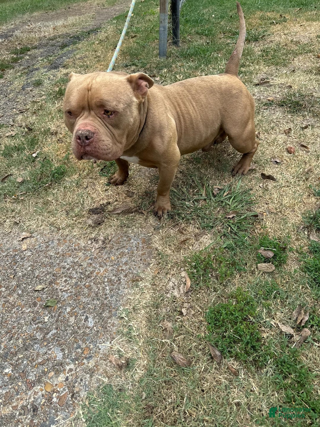 American Bully dogs for sale: Santana - Image 3