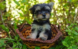 Morkie dogs for sale: "teacup" Cricket - Image 4