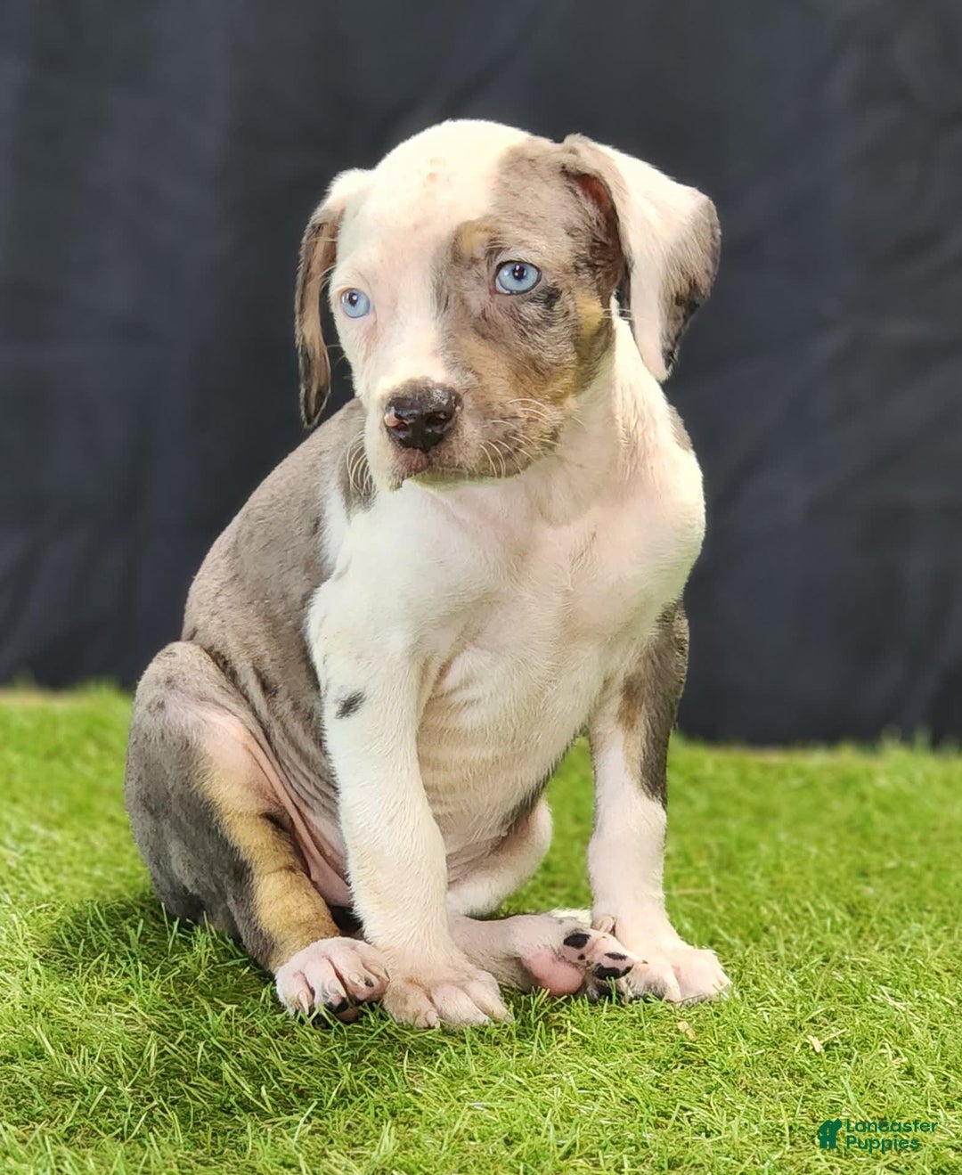 Catahoula Leopard Dog dogs for sale: Diamond 2025 F1 - Image 18