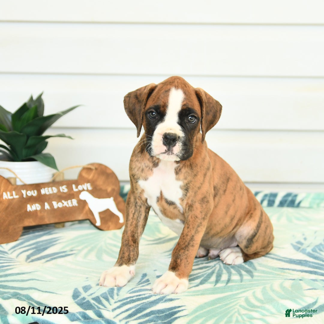 Boxer dogs for sale: Henry - Image 1