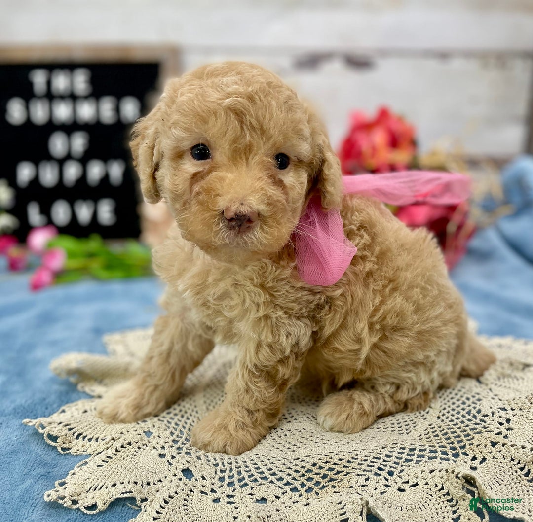 Miniature Poodle dogs for sale: Taren - Image 2