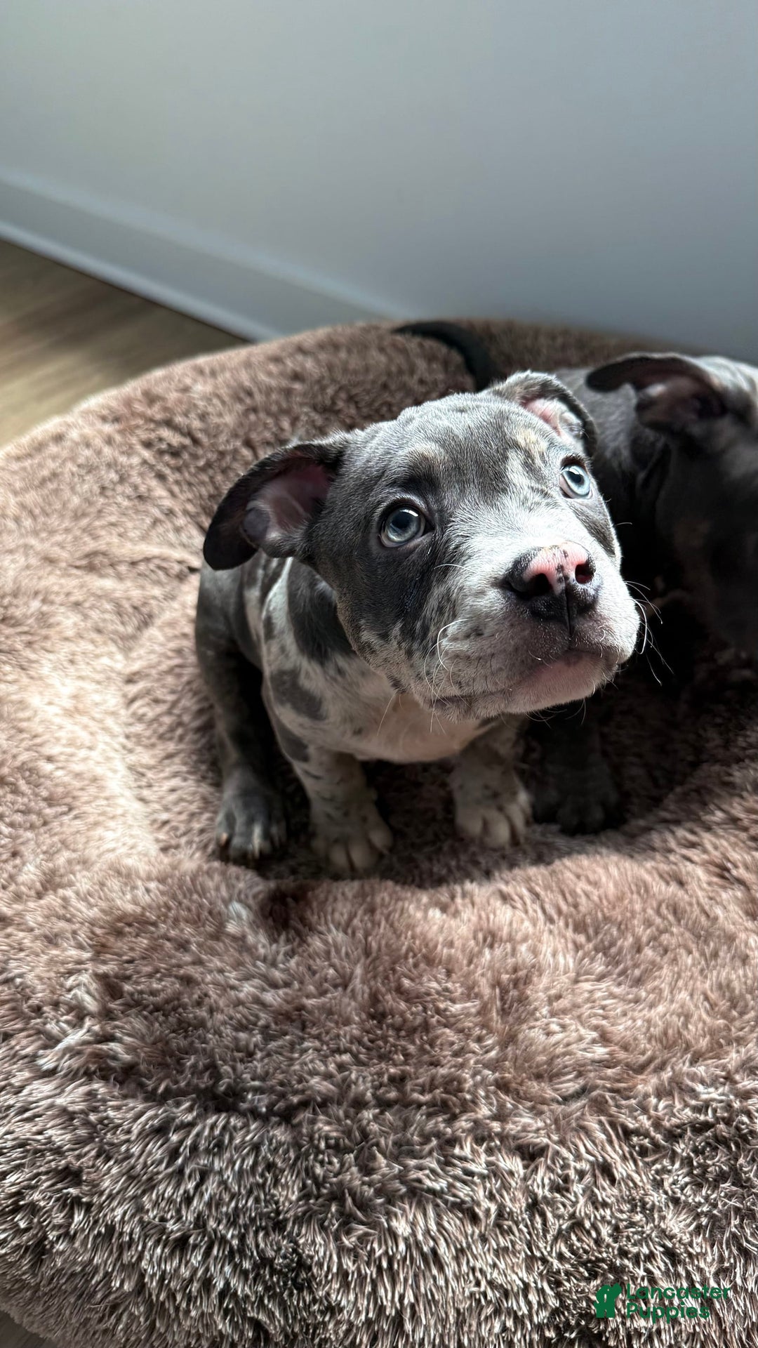 American Bully dogs for sale: Ryder - Image 9