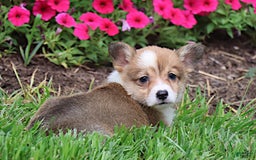Welsh Corgi Pembroke dogs for sale: Bridget - Image 8