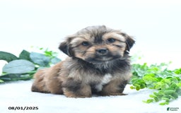 Shorkie dogs for sale: Laverne - Image 3