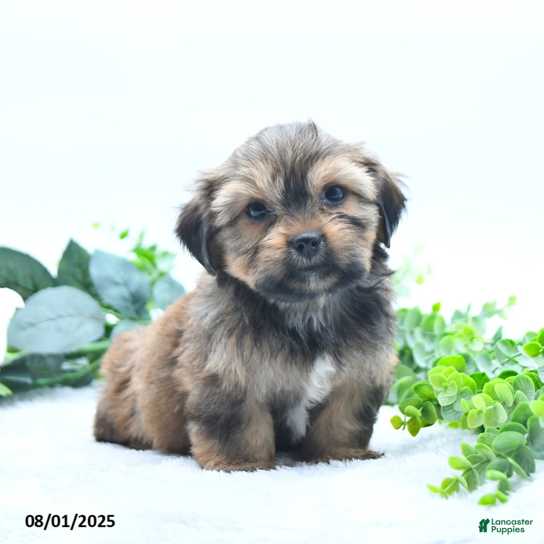 Shorkie dogs for sale: Laverne - Image 3