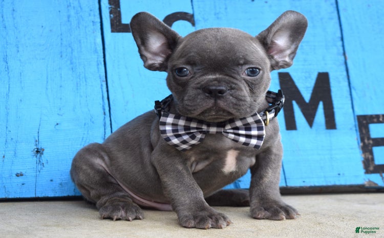 French Bulldog dogs for sale - Ad 5