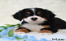 Bernese Mountain Dog dogs for sale: Max - Image 5
