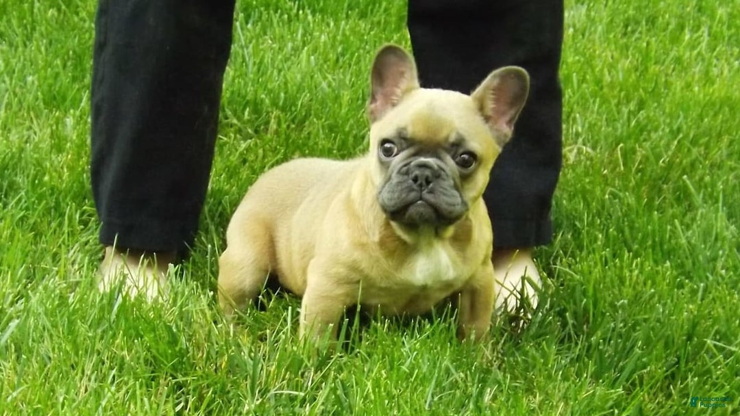 French Bulldog dogs for sale: Buddy - Image 8