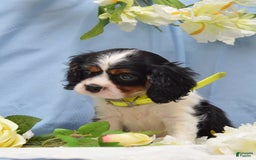 Cavalier King Charles Spaniel dogs for sale: Damian - Image 1