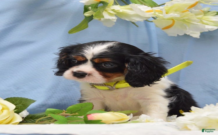 Cavalier King Charles Spaniel dogs for sale - Ad 4