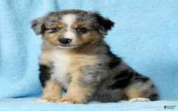 Miniature Australian Shepherd dogs for sale: Alex - Image 5