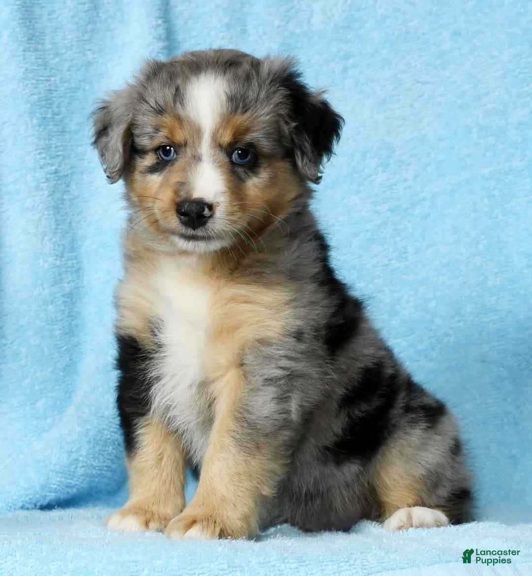 Miniature Australian Shepherd dogs for sale: Alex - Image 5