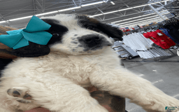 Saint Bernard dogs for sale: Puppy - Image 1