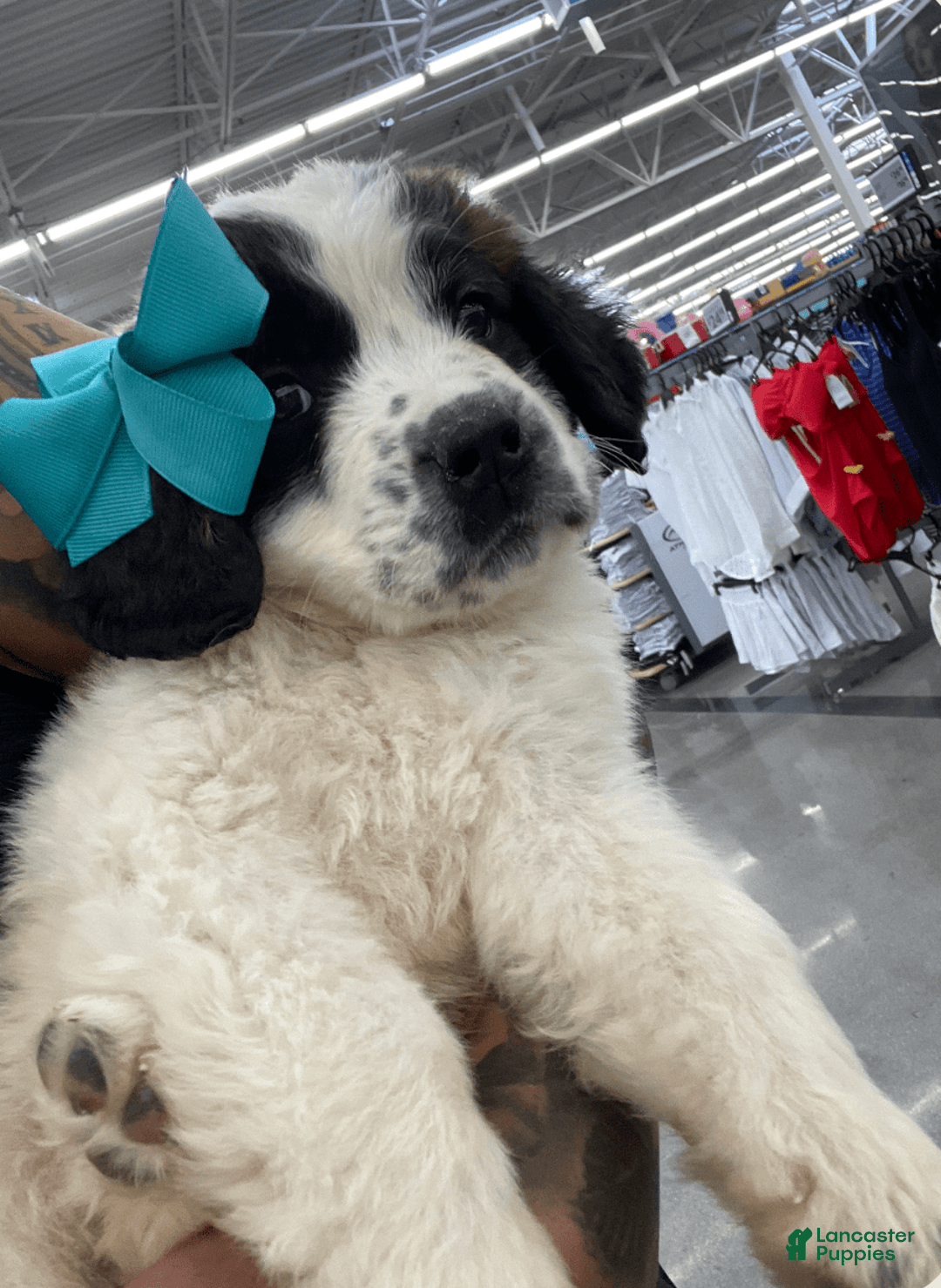 Saint Bernard dogs for sale: Puppy - Image 1