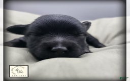 Miniature Schnauzer dogs for sale: Walter - Image 4
