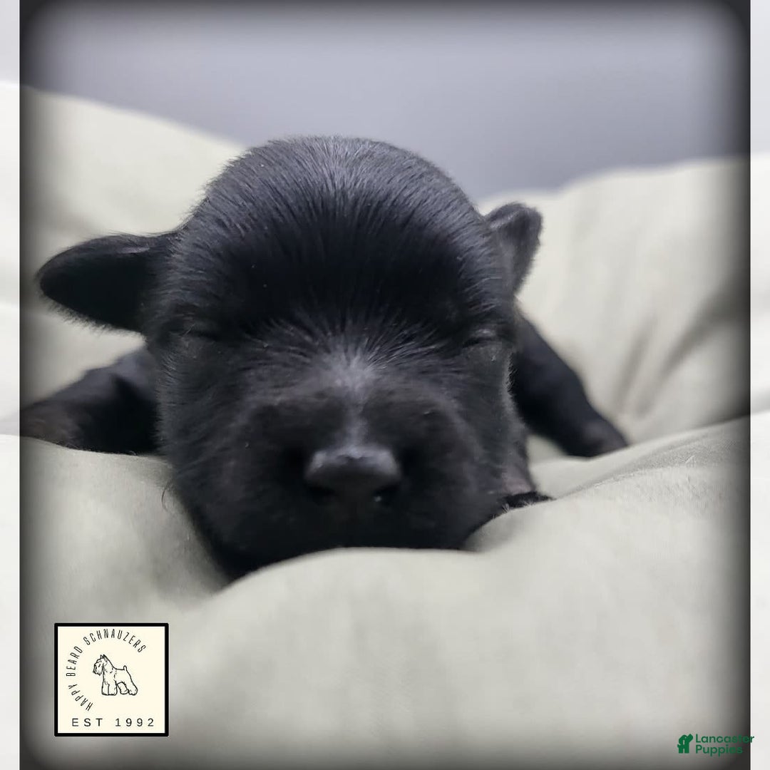 Miniature Schnauzer dogs for sale: Walter - Image 4