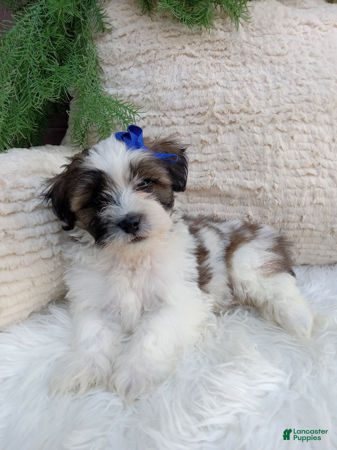 Teddy Bear dogs for sale: Milo - Image 2