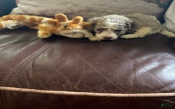 Maltipoo dogs for sale: Milo - Image 3