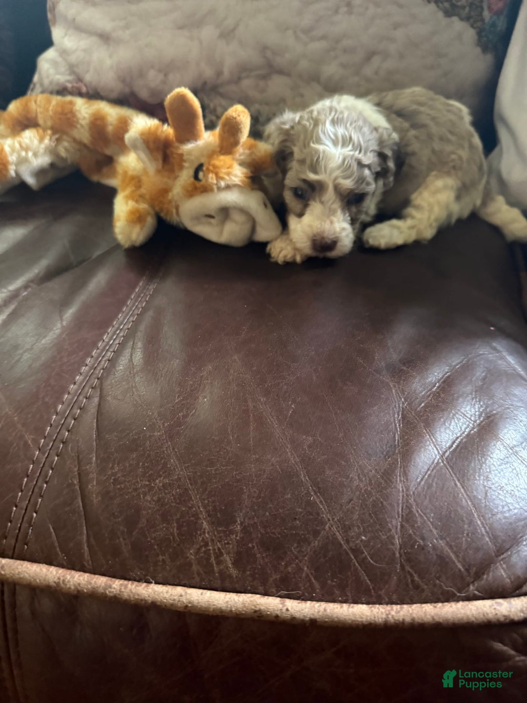 Maltipoo dogs for sale: Milo - Image 3