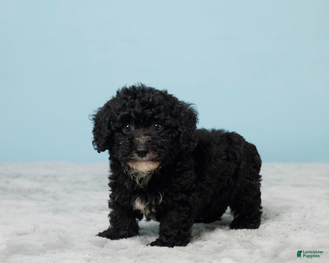Miniature Poodle dogs for sale: Teddy - Image 4