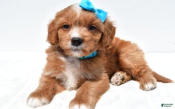 Mini Goldendoodle dogs for sale: Toby - Image 1