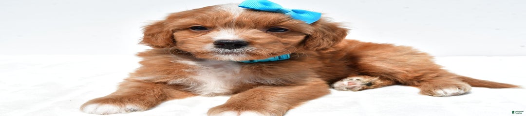 Toby