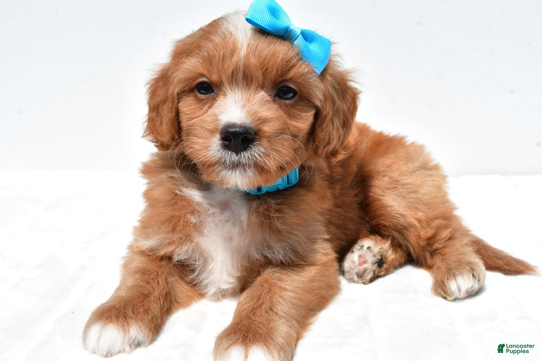 Mini Goldendoodle dogs for sale: Toby - Image 1