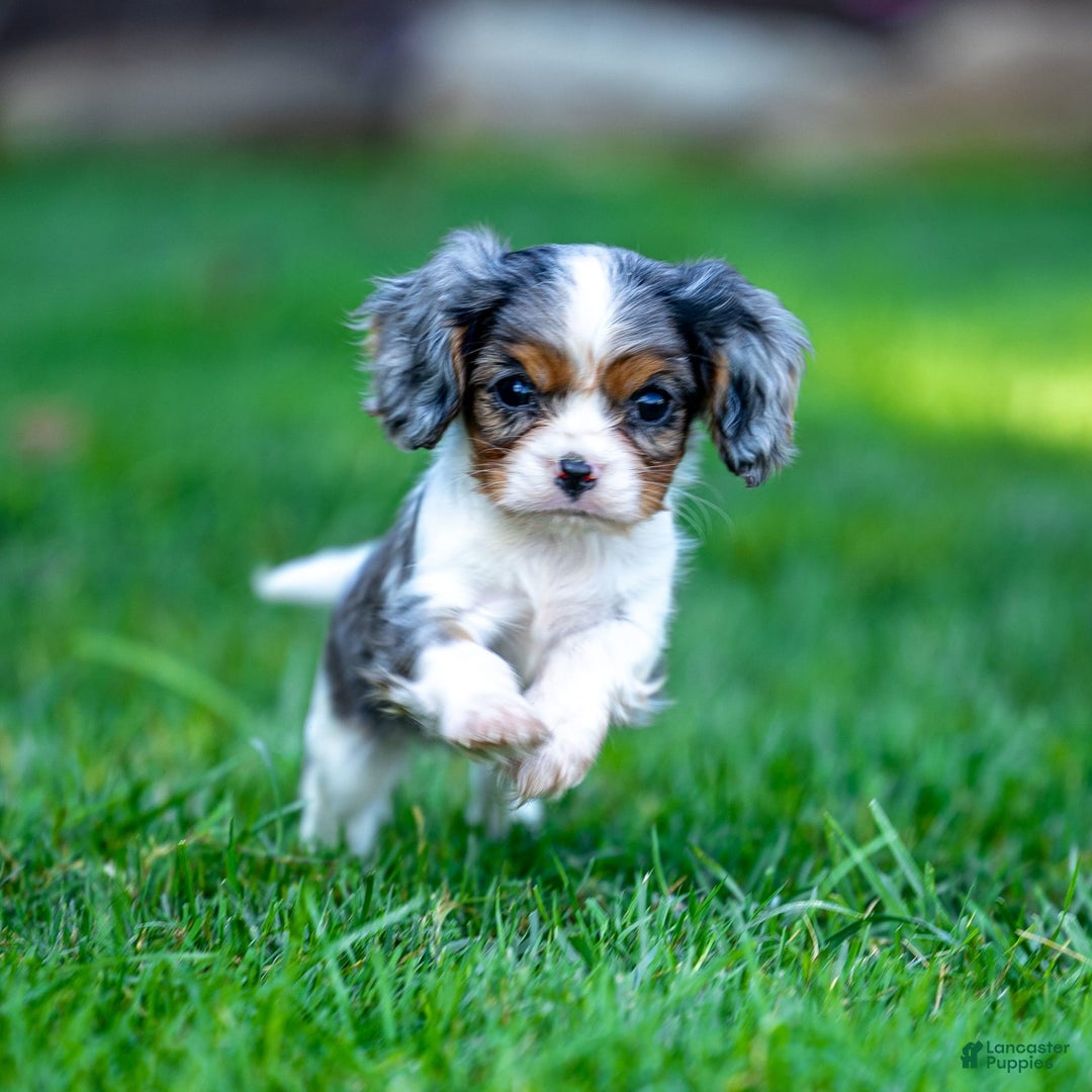 Cavalier King Charles Spaniel dogs for sale: Milo - Image 3