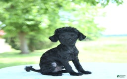 Toy Poodle dogs for sale: Shadow - Image 2