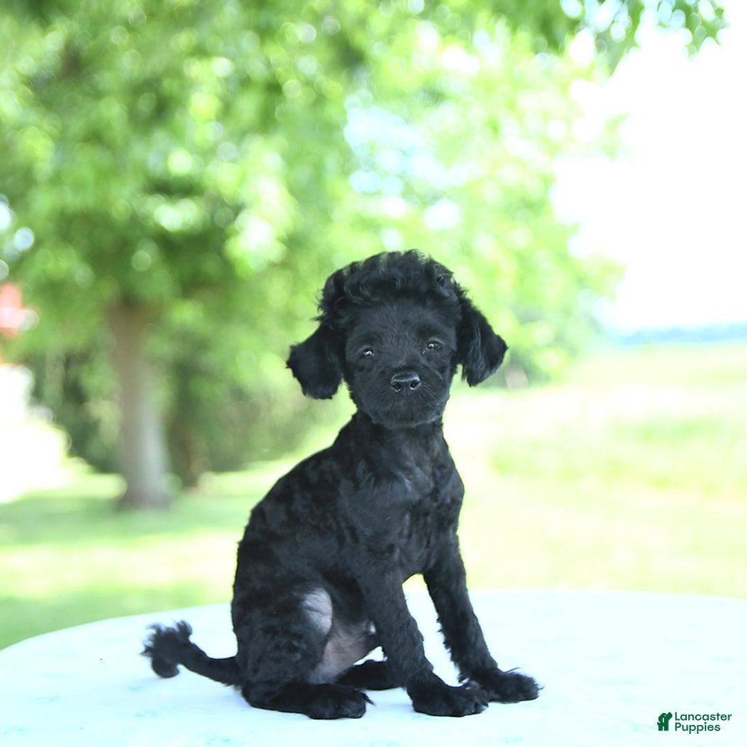 Toy Poodle dogs for sale: Shadow - Image 2
