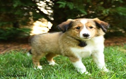 Shetland Sheepdog dogs for sale: Lion - Image 2
