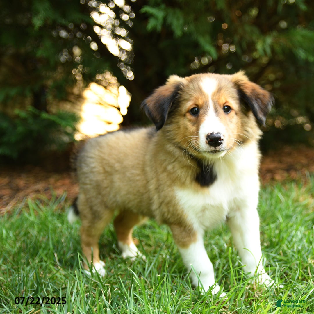 Shetland Sheepdog dogs for sale: Lion - Image 2