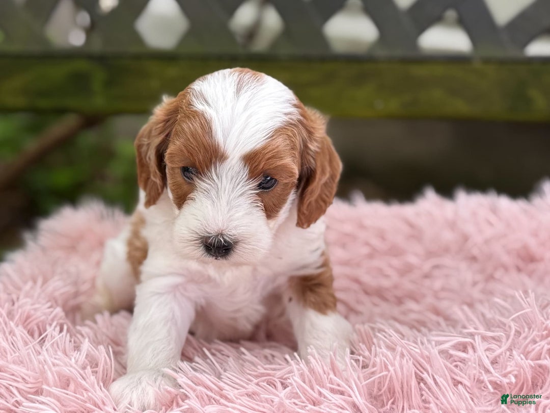 Cavapoo dogs for sale: Brady - Image 7