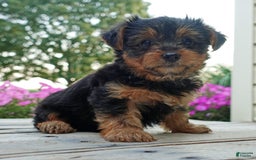 Yorkshire Terrier dogs for sale: Danae - Image 8