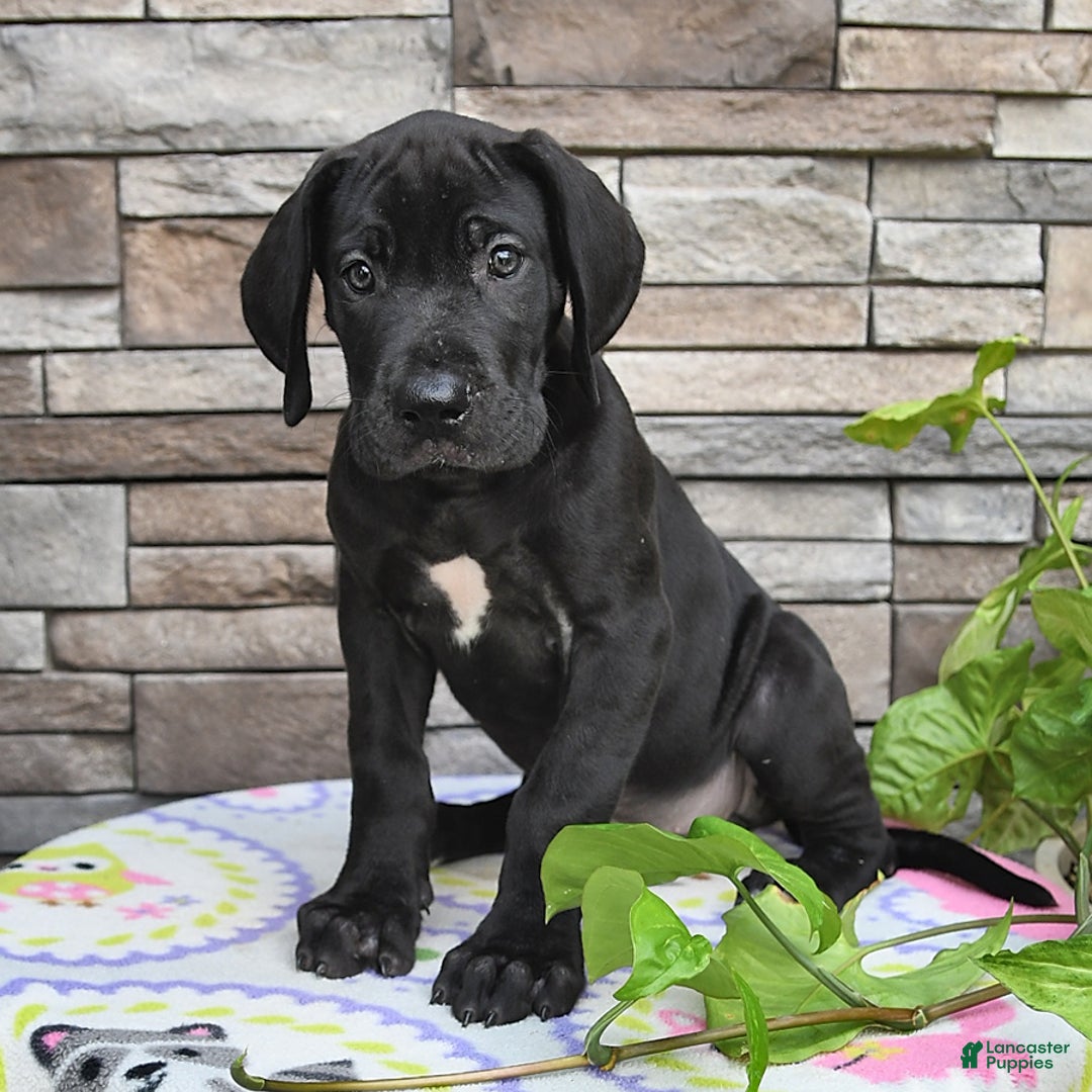 Great Dane dogs for sale: Coffee - Image 10