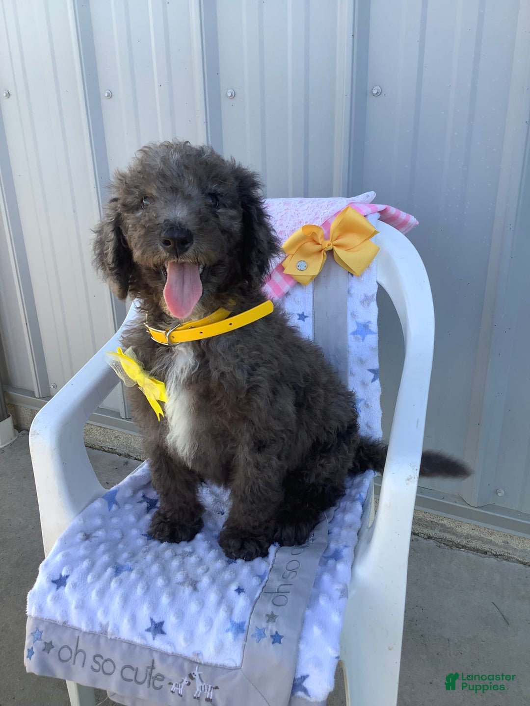 Goldendoodle dogs for sale: Lucy - Image 15