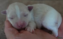 Maltese dogs for sale: Empress - Image 9
