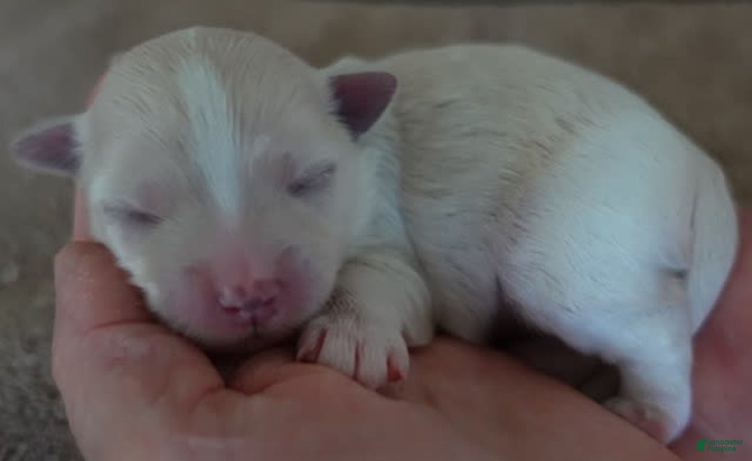 Maltese dogs for sale: Empress - Image 9