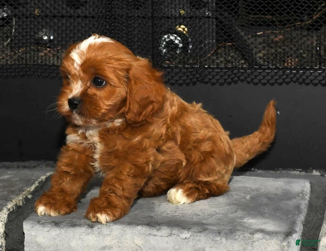 Cavapoo dogs for sale: Toby - Image 5